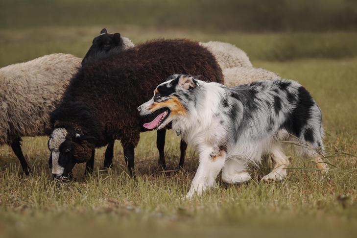 Well Bred Dogs Have Natural Ability - Why Choosing the Right Breed Is Imperative
