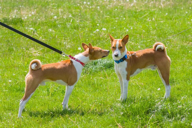 Dog Training the Undersocialized Dog