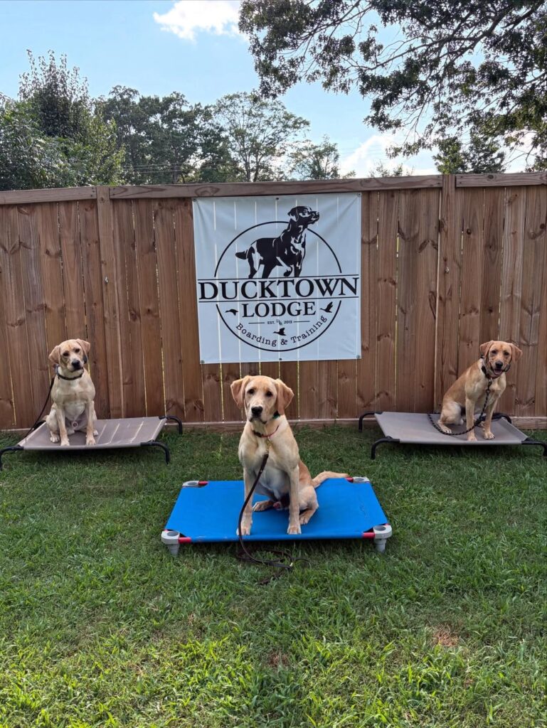 Three Generations Ducktown Retrievers - Labrador Retrievers are proven to have a ton of trainability.