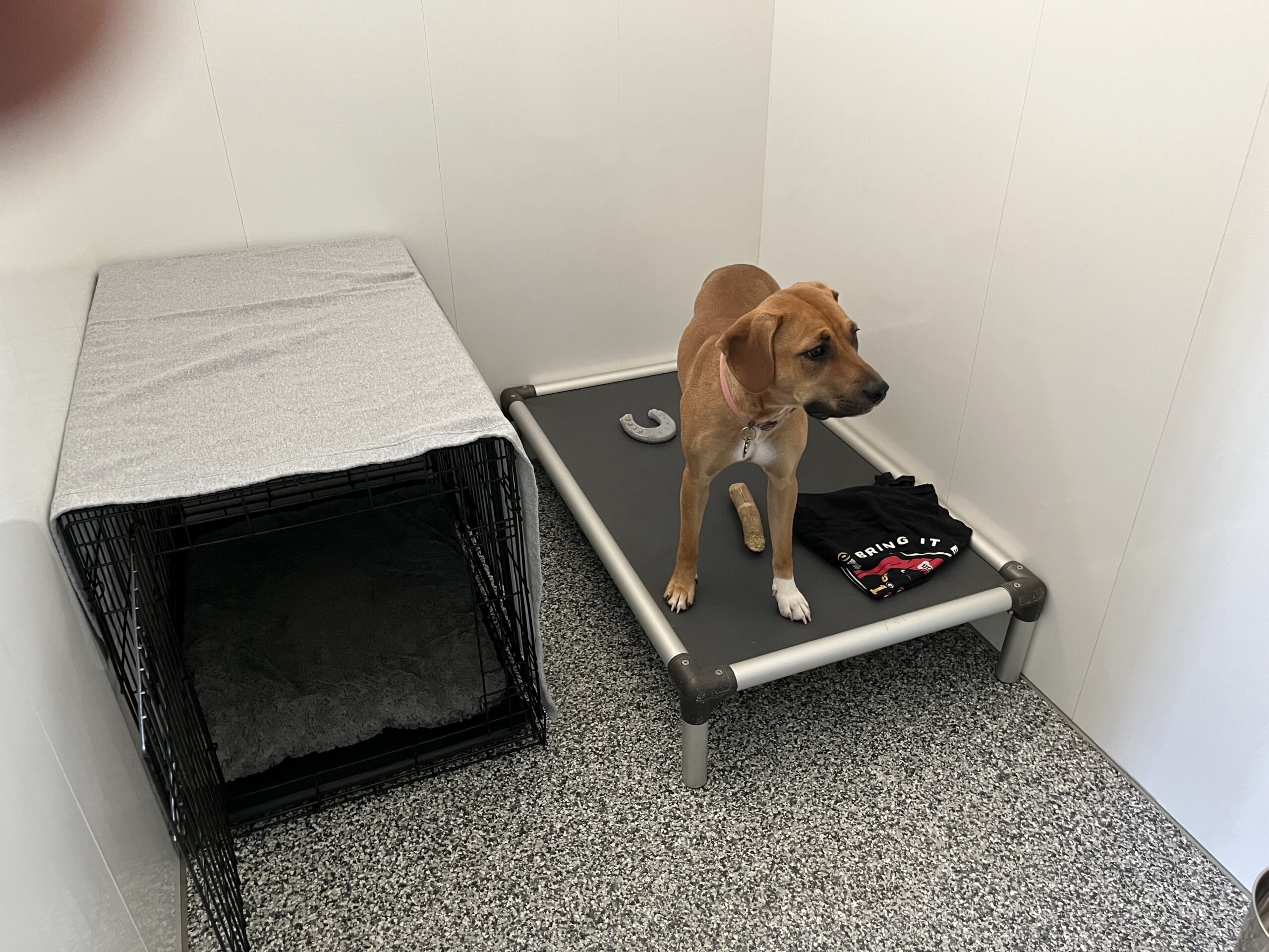 Low-Volume Dog Boarding Cumming Ga