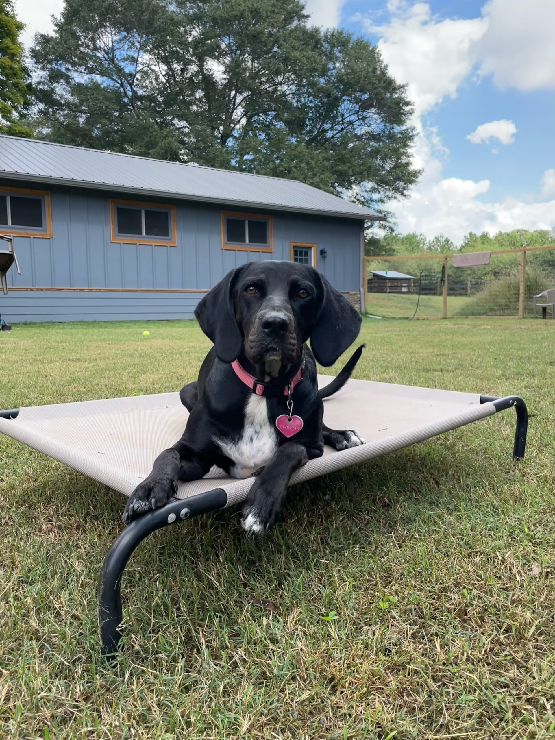 Dog Boarding Cumming, GA