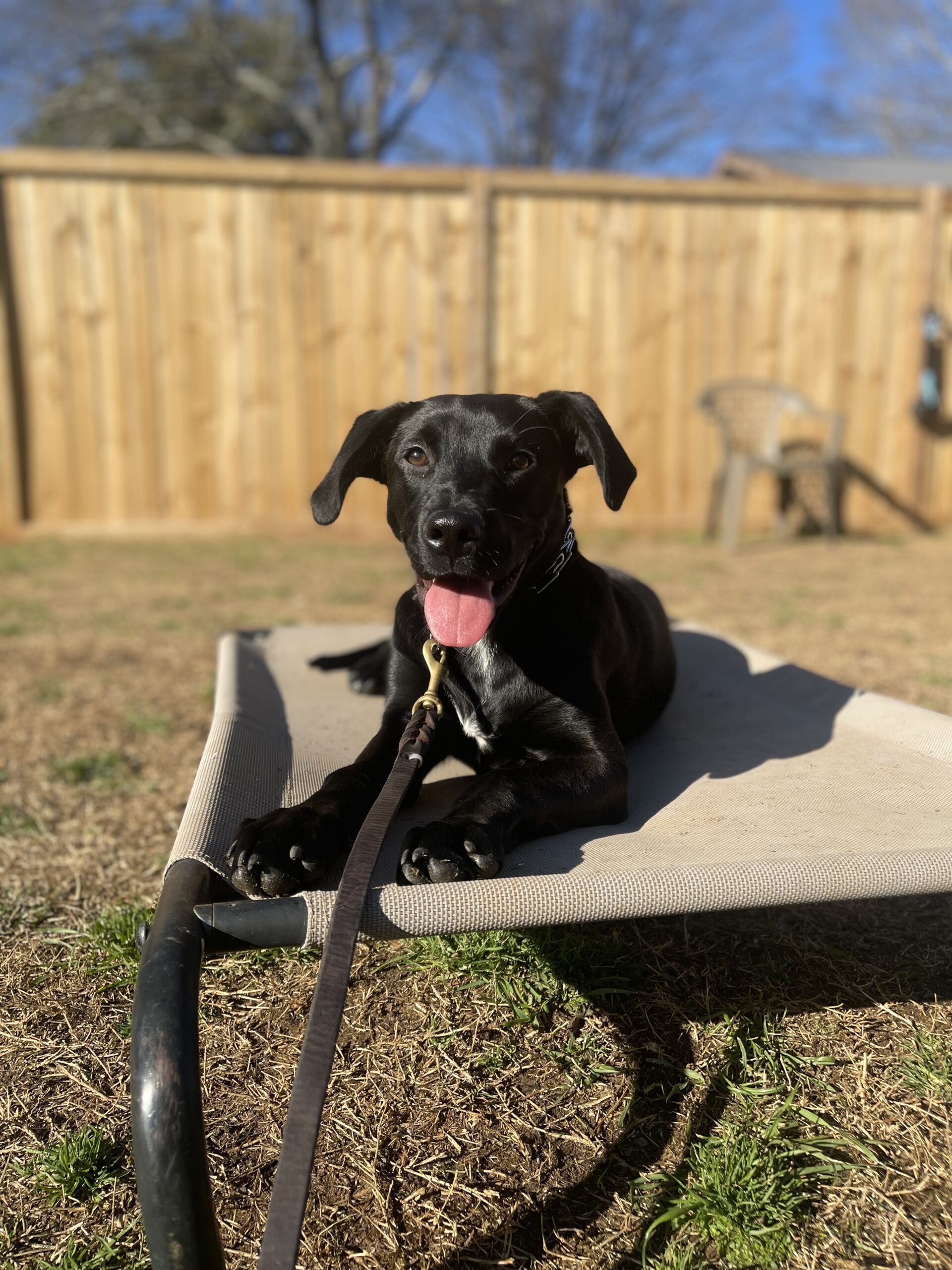Off-Leash Dog Training
