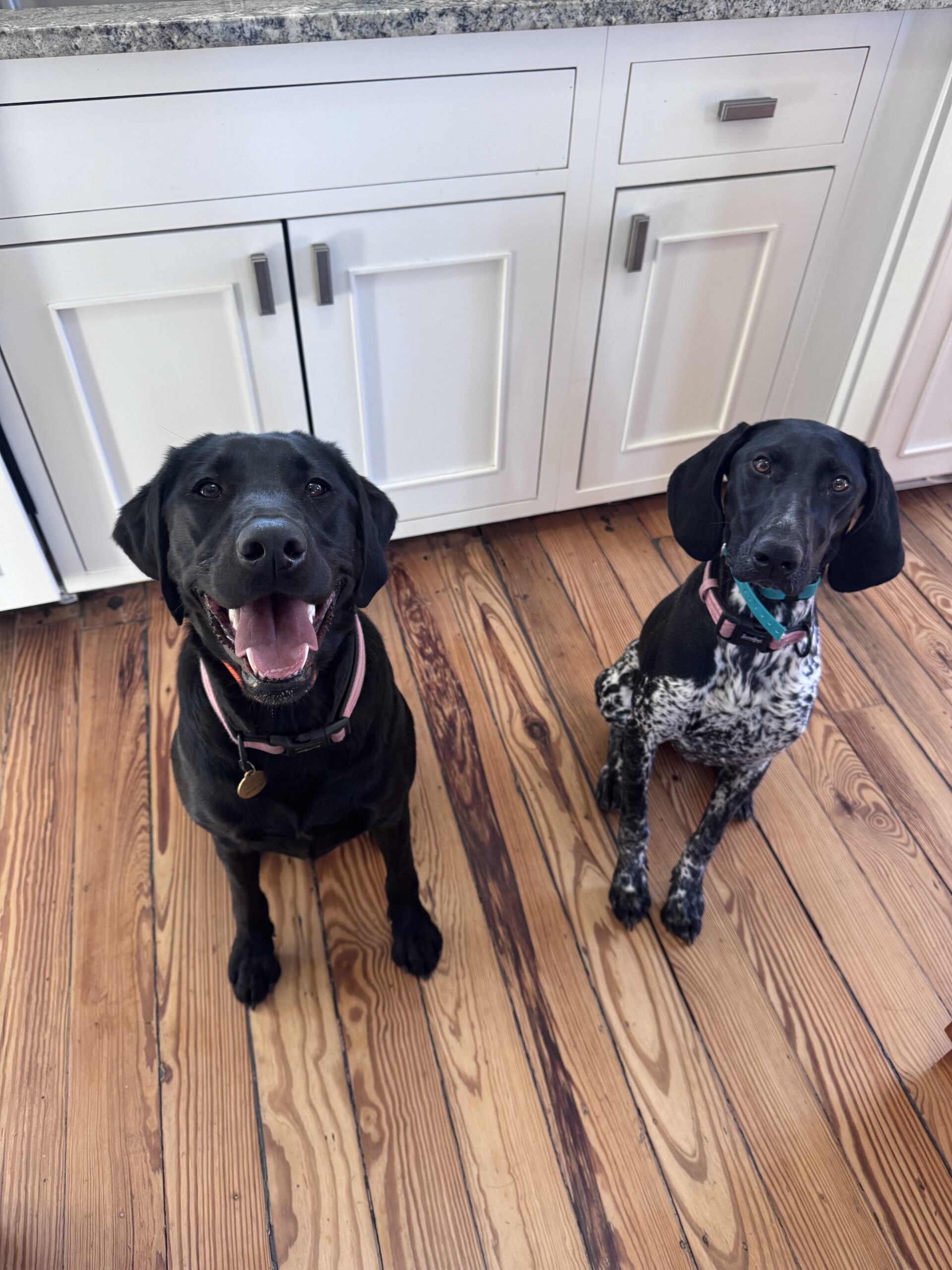 Dog Obedience Class - Cumming, Ga