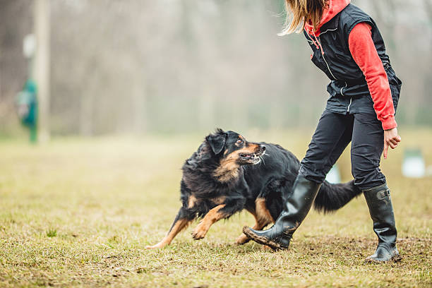 Dog Training Near Me