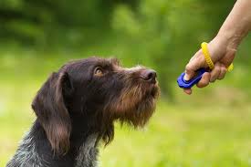 Off Leash Dog Training
