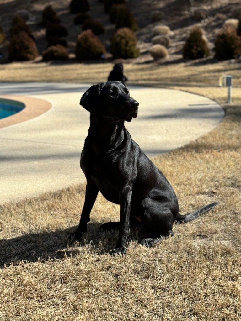 Ducktown Retrievers
Off-Leash Dog Training