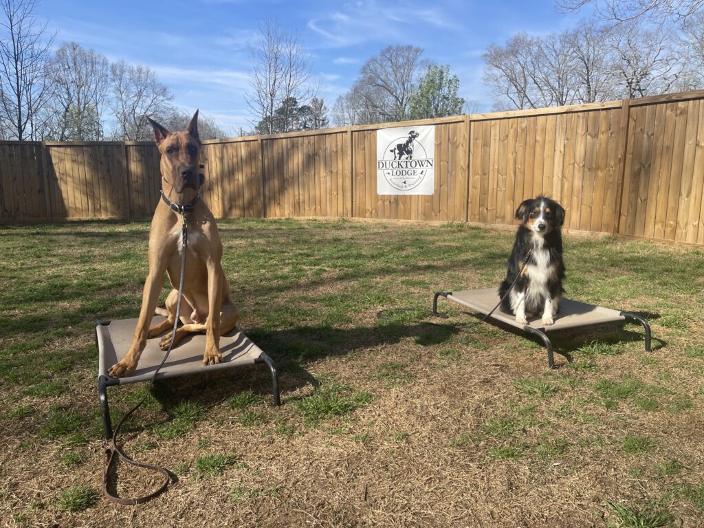 Off-Leash Dog Training