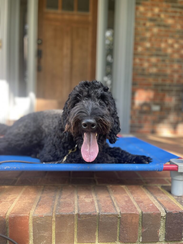 Off-Leash Dog Training, Cumming, GA