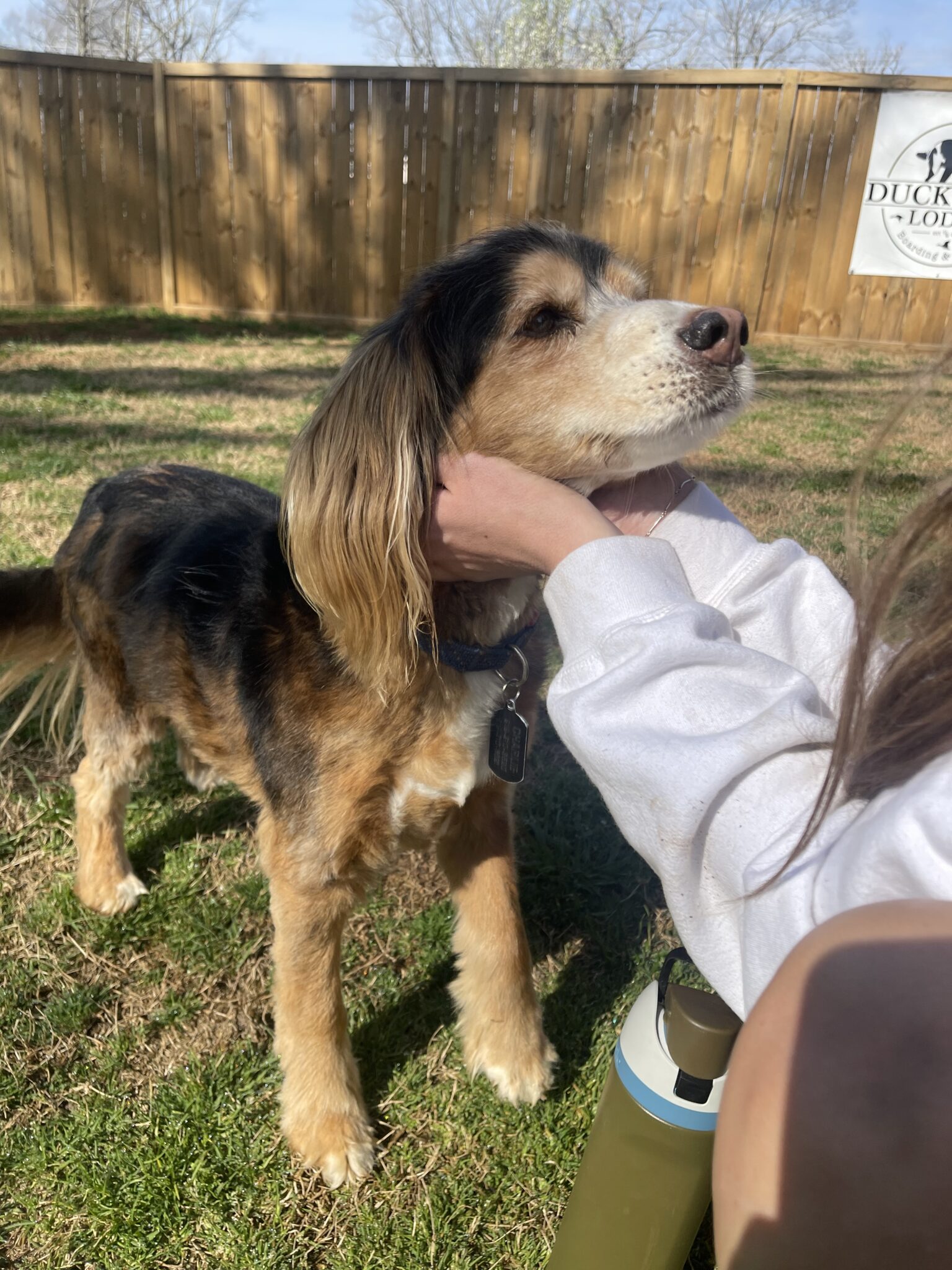 Picture of Reducing Separation Anxiety in Dogs with White Noise
