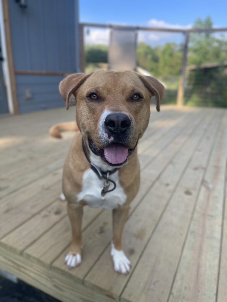 Meet Snickers the Rescue